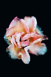 Preview wallpaper rose, macro, flower, pink