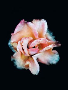 Preview wallpaper rose, macro, flower, pink