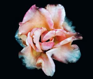 Preview wallpaper rose, macro, flower, pink