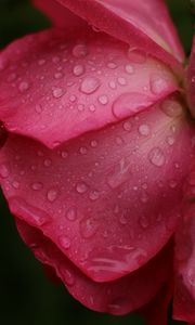 Preview wallpaper rose, macro, flower, drops, petals