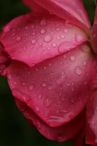 Preview wallpaper rose, macro, flower, drops, petals