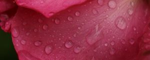 Preview wallpaper rose, macro, flower, drops, petals