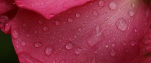 Preview wallpaper rose, macro, flower, drops, petals