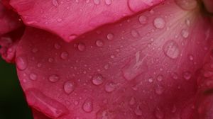 Preview wallpaper rose, macro, flower, drops, petals