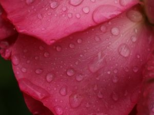 Preview wallpaper rose, macro, flower, drops, petals