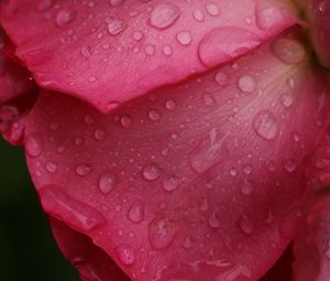 Preview wallpaper rose, macro, flower, drops, petals