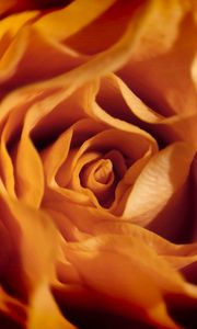 Preview wallpaper rose, macro, flower, petals, orange