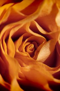 Preview wallpaper rose, macro, flower, petals, orange