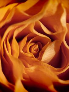 Preview wallpaper rose, macro, flower, petals, orange