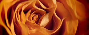 Preview wallpaper rose, macro, flower, petals, orange