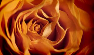 Preview wallpaper rose, macro, flower, petals, orange