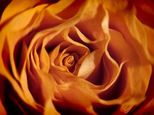 Preview wallpaper rose, macro, flower, petals, orange