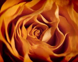 Preview wallpaper rose, macro, flower, petals, orange