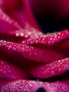 Preview wallpaper rose, macro, petals, drops, bud