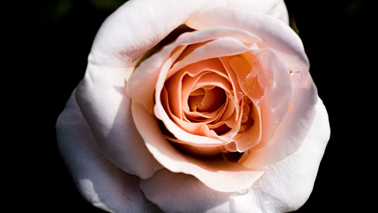 Wallpaper rose, macro, petals, flower