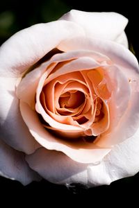 Preview wallpaper rose, macro, petals, flower