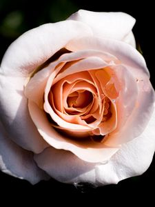 Preview wallpaper rose, macro, petals, flower