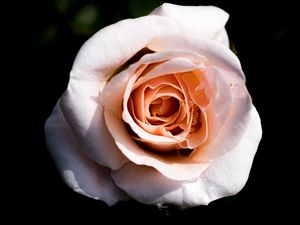 Preview wallpaper rose, macro, petals, flower