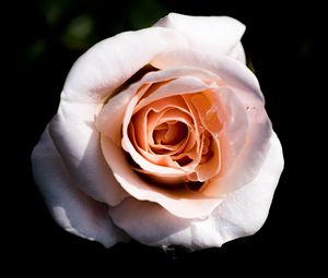 Preview wallpaper rose, macro, petals, flower