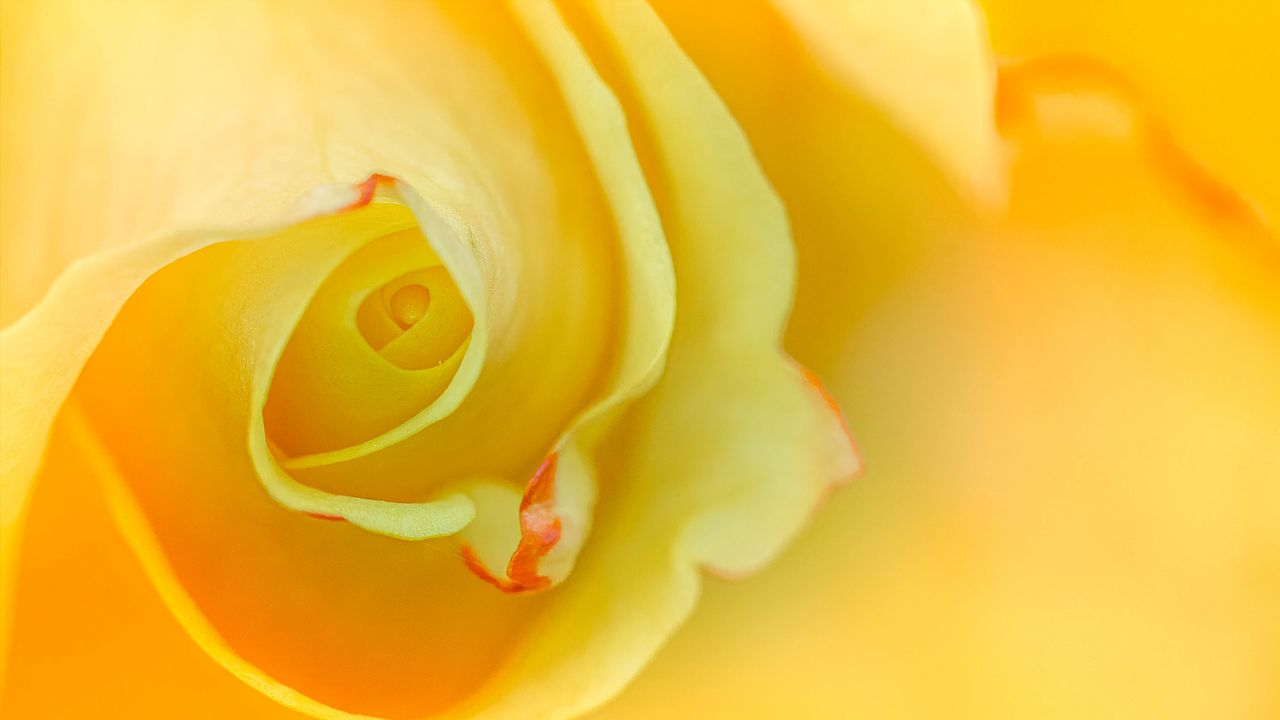 Wallpaper rose, macro, yellow, flower