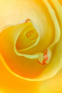 Preview wallpaper rose, macro, yellow, flower