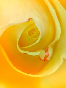 Preview wallpaper rose, macro, yellow, flower