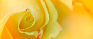 Preview wallpaper rose, macro, yellow, flower