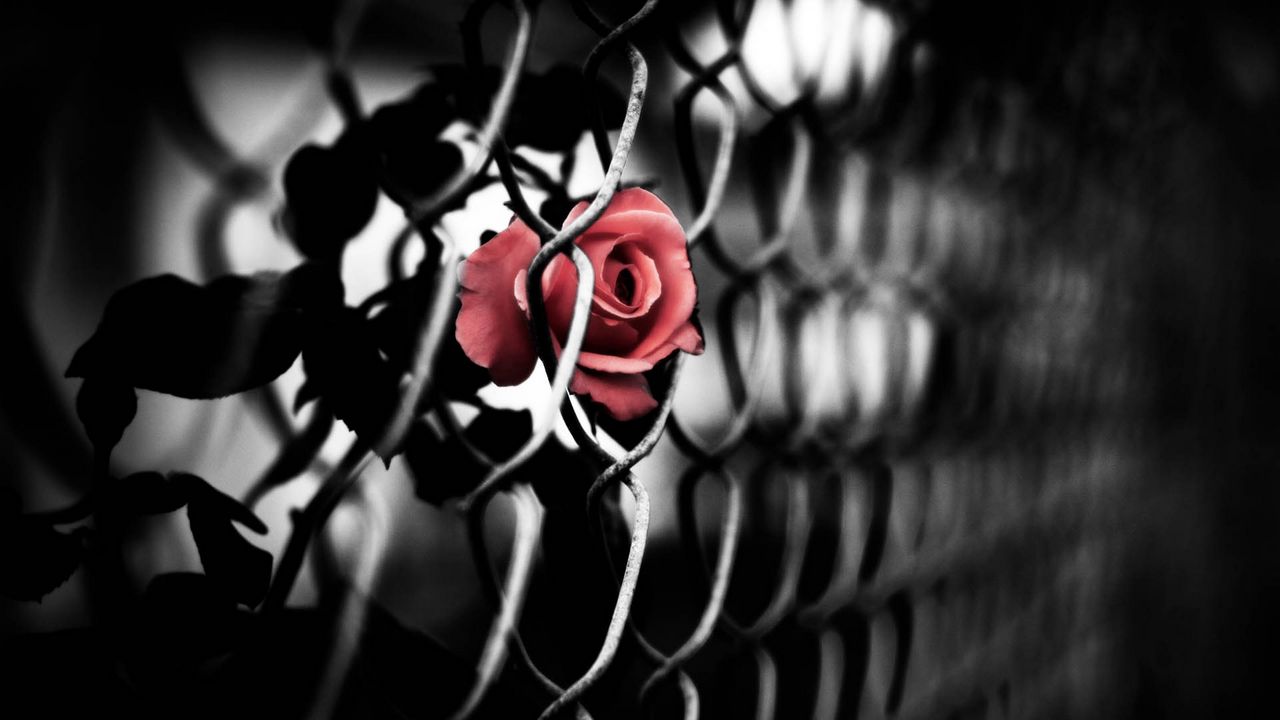 Wallpaper rose, mesh, bud