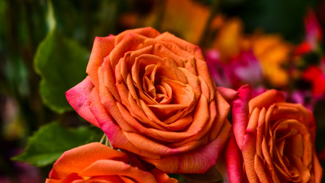 Wallpaper rose, orange, bud, petals
