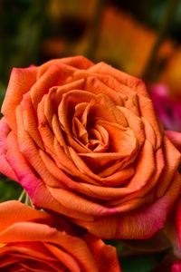 Preview wallpaper rose, orange, bud, petals
