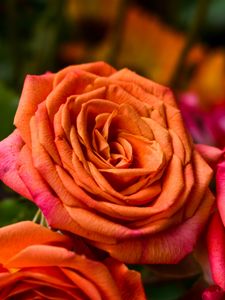 Preview wallpaper rose, orange, bud, petals