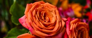 Preview wallpaper rose, orange, bud, petals