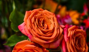 Preview wallpaper rose, orange, bud, petals