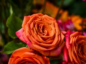 Preview wallpaper rose, orange, bud, petals