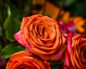 Preview wallpaper rose, orange, bud, petals