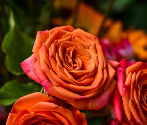 Preview wallpaper rose, orange, bud, petals