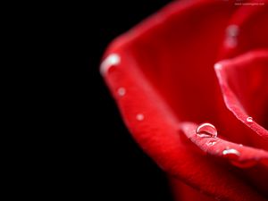 Preview wallpaper rose, petal, red, drop