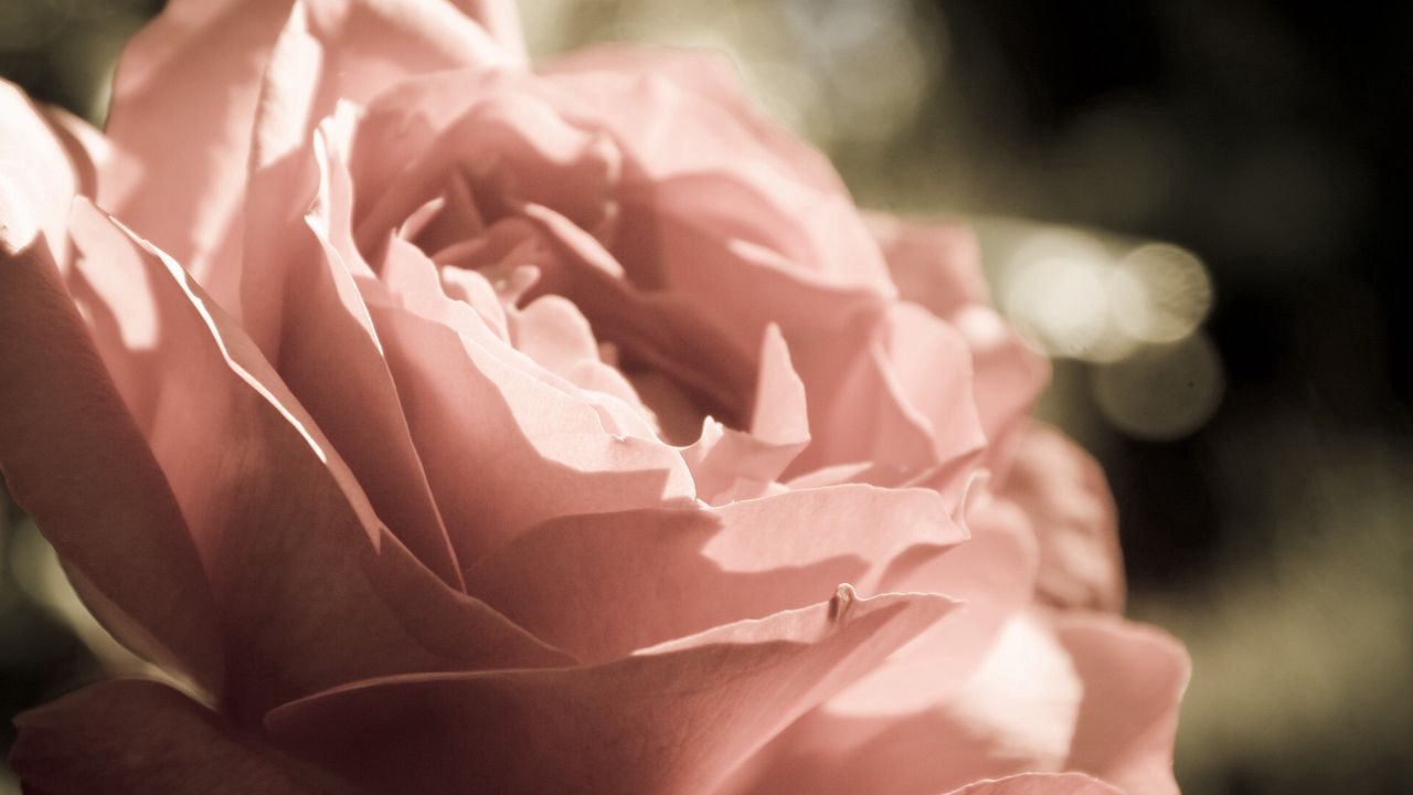 Wallpaper rose, petals, background, flower