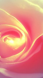 Preview wallpaper rose petals, background, bright