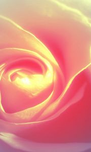 Preview wallpaper rose petals, background, bright