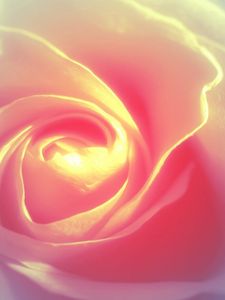 Preview wallpaper rose petals, background, bright