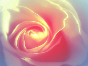 Preview wallpaper rose petals, background, bright