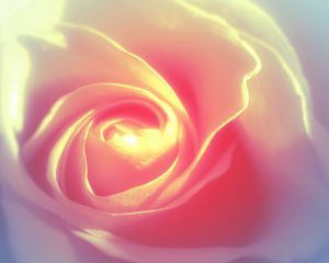 Preview wallpaper rose petals, background, bright