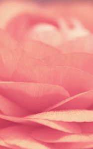 Preview wallpaper rose, petals, bloom, bright