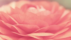 Preview wallpaper rose, petals, bloom, bright
