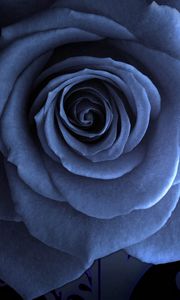 Preview wallpaper rose petals, blue, beautiful