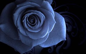 Preview wallpaper rose petals, blue, beautiful