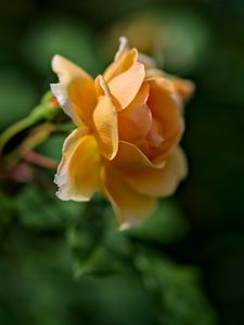 Preview wallpaper rose, petals, blur, macro, flower, shadows