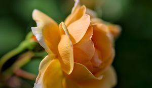 Preview wallpaper rose, petals, blur, macro, flower, shadows