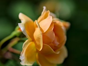 Preview wallpaper rose, petals, blur, macro, flower, shadows